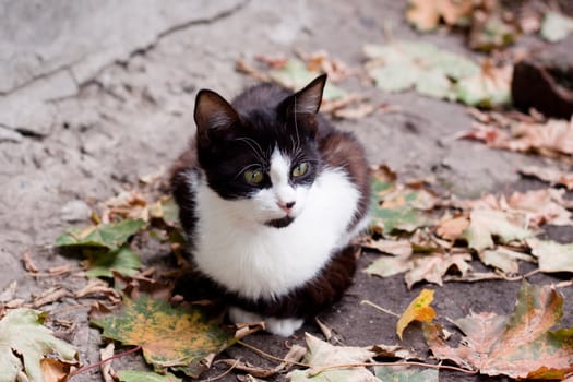 Spotty young cat sitting on the road
