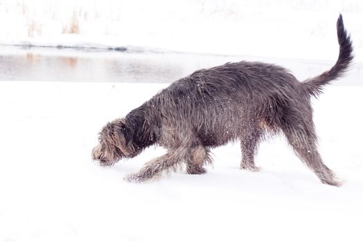 irish wolfhound on the snow field
