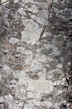 Bark with fungus