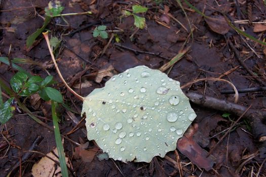 Fallen aspen leaf with water droplets