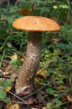 Leccinum aurantiacum. Its common name is red-capped scaber stalk.