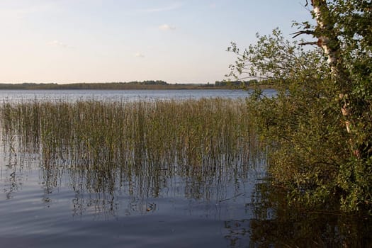 Reed in a big lake with birch tree in foreground