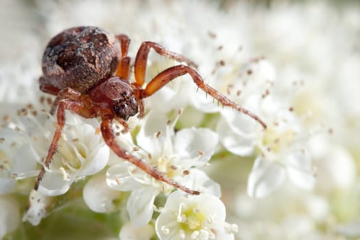 Spider wedding photo session on a white bouquet