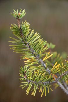 Closeup of pine branch with green and yellow needles.