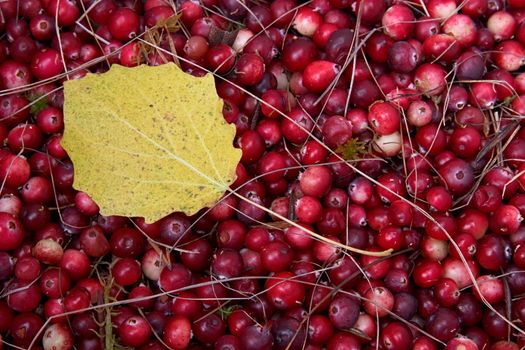 Heap of wild cranberries with yellow aspen leaf.