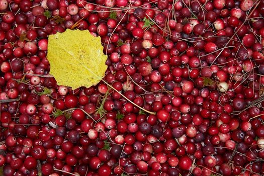 Heap of wild cranberries with yellow aspen leaf.