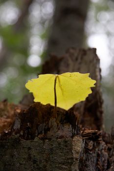 Fallen yellow aspen leaf on a tree stump.