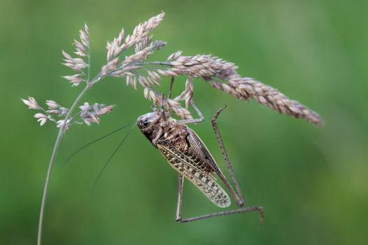 Suspended brown grasshopper on a dry-bent