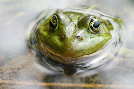 The green frog sitting in a swamp, and smile at us