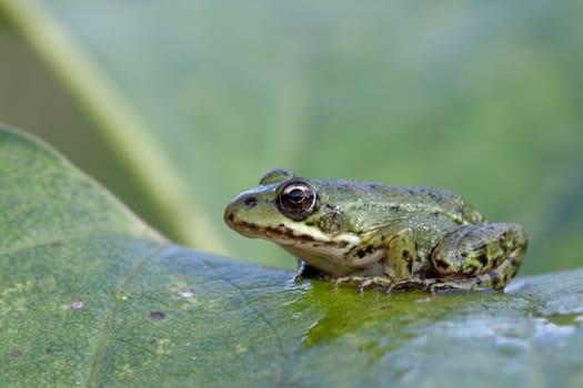 A young frog on a plant leaf
