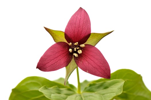 Red trillium isolated on white background