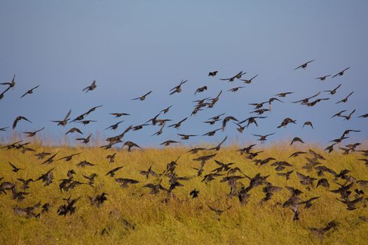 animals series: flock of migrant bird on the steppe