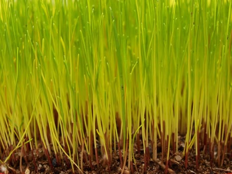 Fresh green grass seen from the soil and up to full size