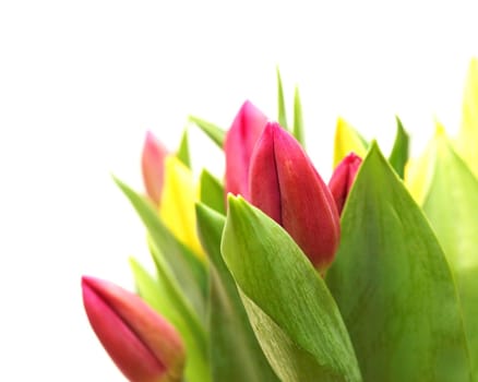 Tuilips together with fresh green leaves towards white background