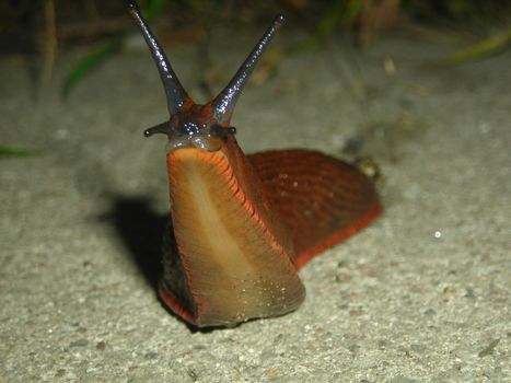 Close up beauty snail.
