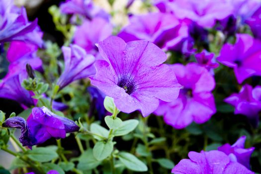 Beautiful purple petunias - close-up image