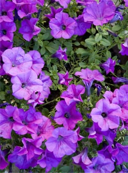 Beautiful violet petunias - close-up image