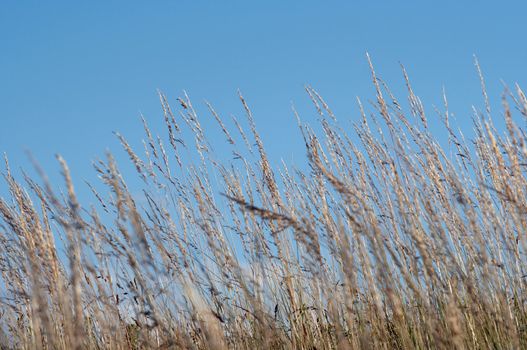 Shot of a grass and sky