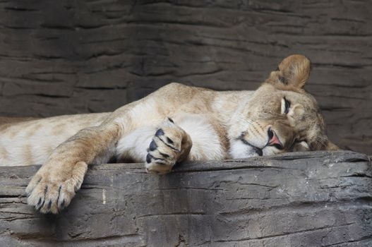 Shot of the sleeping lioness