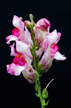 Close-up (macro) of the bloom