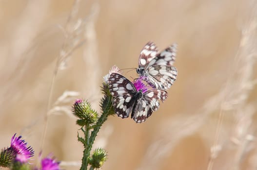 Detail (close-up) of the butterflies on the thistle