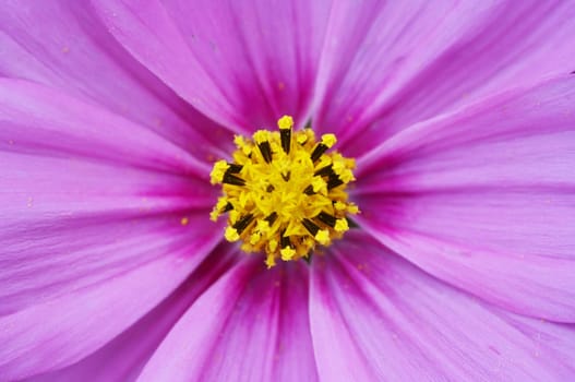 Close-up (macro) of the bloom