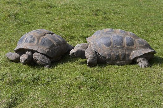 Shot of the pair giant tortoises