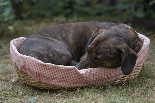 Shot of the dog in the little couch