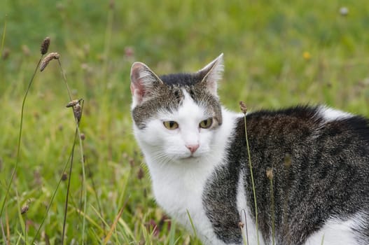 Shot of the boarcat on the meadow