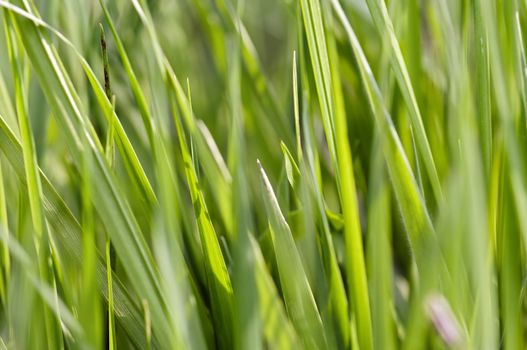 Abstract shot of the grass - close-up