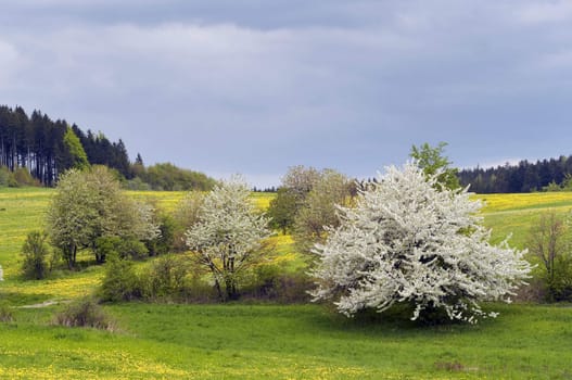 Shot of the flowering landscape with blossoming trees - covered in blossom