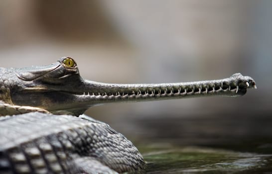 Detail of the head of Indian gavial - endangered species