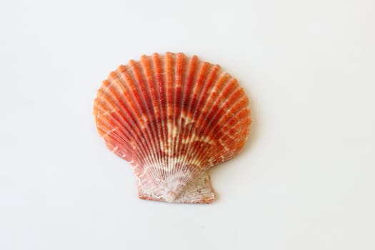 Beautifull sea shell close up on white background