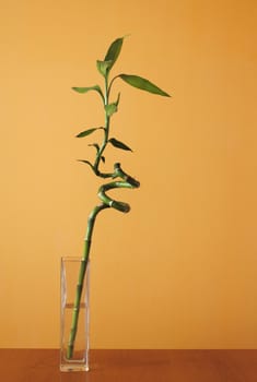 lucky bamboo on orange background