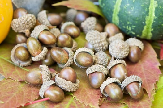 Acorns on fall leaves with pumpkins