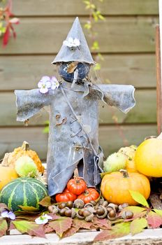 Tin scarecrow for halloween scene in the garden