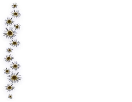Flowers on white background - camomiles close up