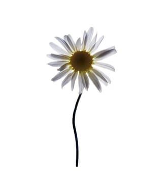 Flower on white background  - camomile close up
