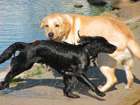 two wet dogs playing