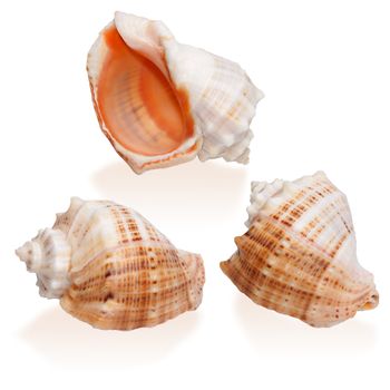 Three Orange Seashells isolated on the white background
