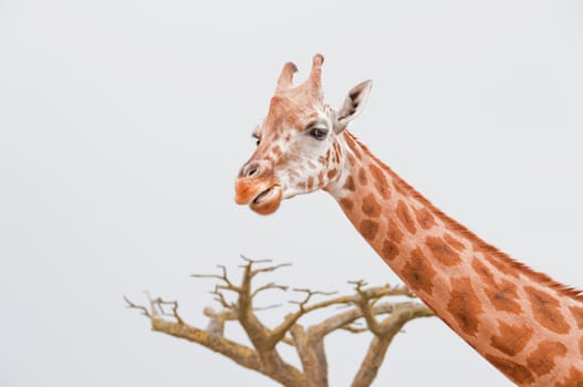 Neck and head of a giraffe with a tree in the background