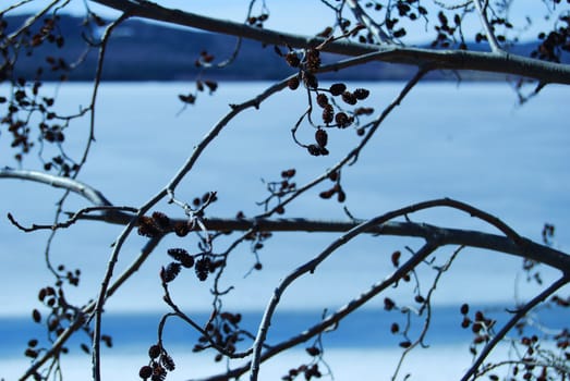 Tree in winter by the lake