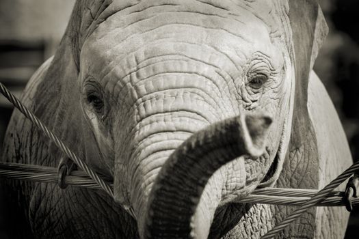 Close-up shot of a baby elephant's face in sepia