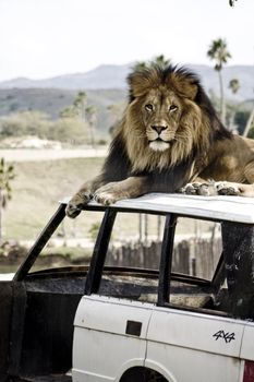Male lion with mane on an abandoned vehicle outdoors.