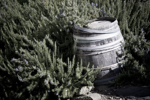 Old wooden wine barrel left exposed to the elements outside