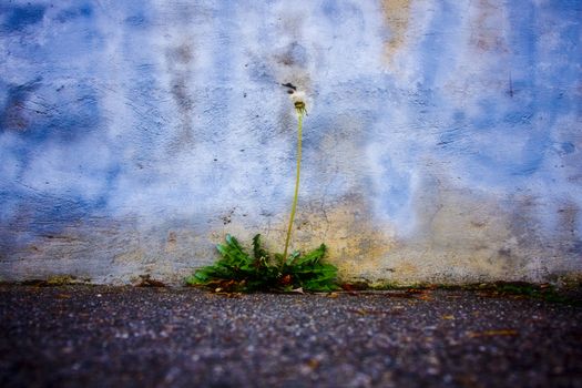 A dying dandelion growing out of a concrete corner at a sidewalk