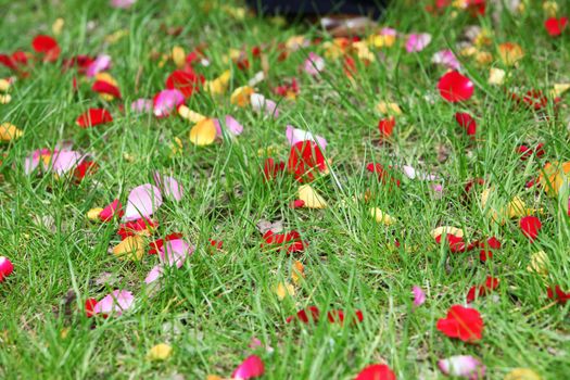 different leaves of the rose on a meadow - Close-up