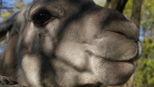 This is the photo of lama, taken in Poland Zoo