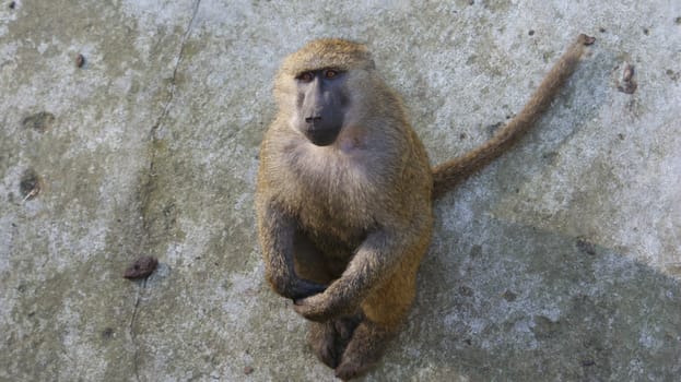 Monkey from Polish Zoo