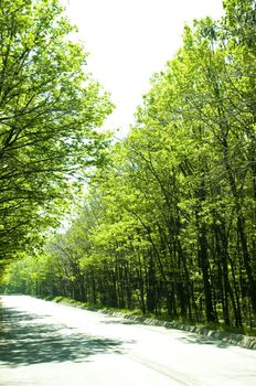 driving through an idyllic forest, in the spring sun